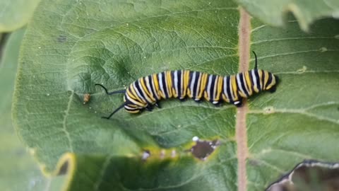 Monarch Butterfly Caterpillar