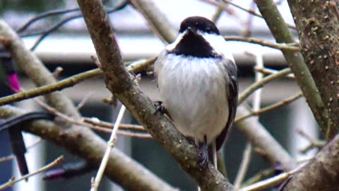 Chickadee