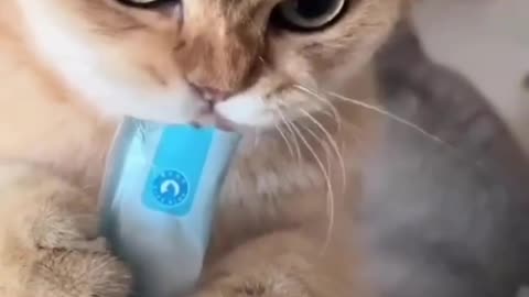 Funny cats 3