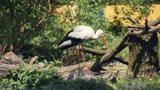 A beautiful heron in the woods for a fun outing