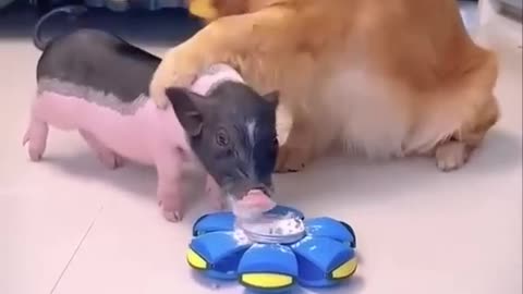 This is a very clever dog | Dog and the Pig