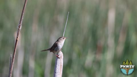 Bewick's Wren [4K Ultra HD]