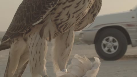 Falcon Peregrine Bird Animal Wild Life Desert