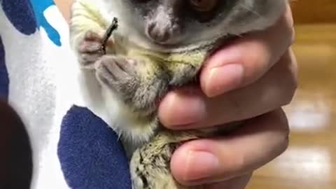 Bushbaby hug & snack time