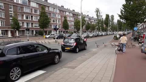 Canada Goose traffic jam (1)