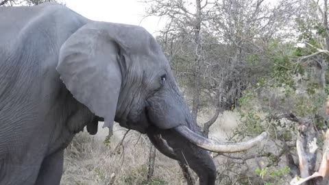 Traffic stopped by two elephant bulls on the road at Kruger NP