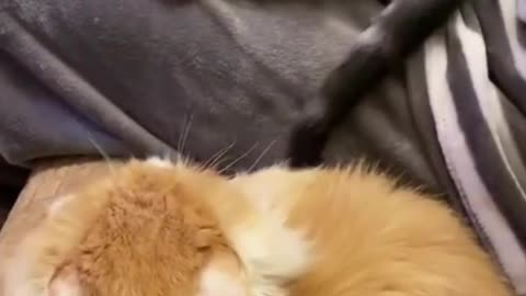 Cute cats fighting 😂