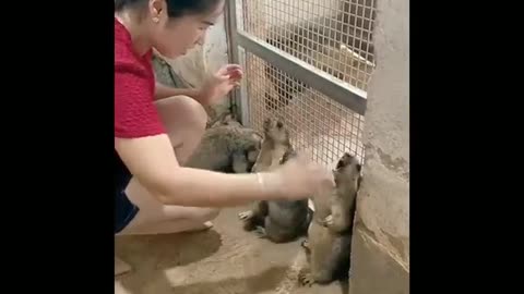 A girl playing with Capybara and continuously tearing him