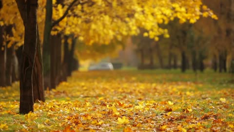 Beautiful leaves for background video Creator