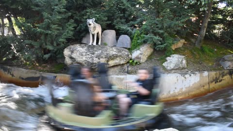 Wolf at Knotts!