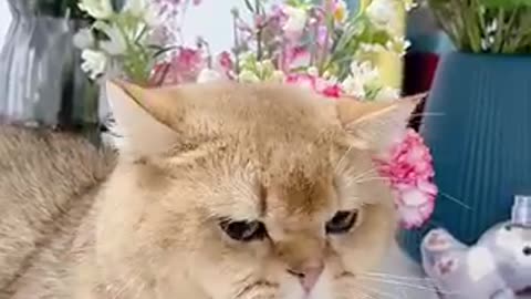 Cute cat trending video