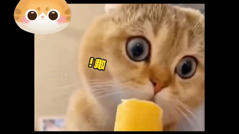 cat tasting ice-cream for the fist time ! funny cat cute kitten