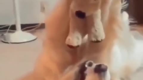 Funny Dogs