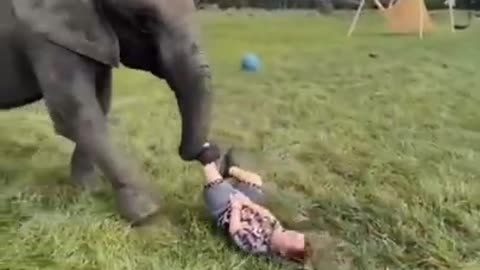 Elephant funny moment sence