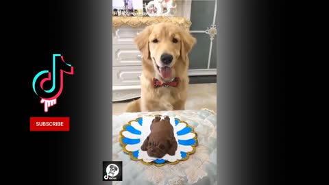 Funny dog tiktok compilation