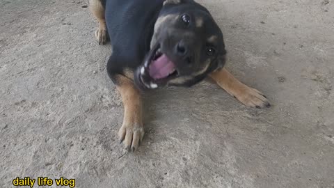 Mischievous dog and playfully playing with the inauguration