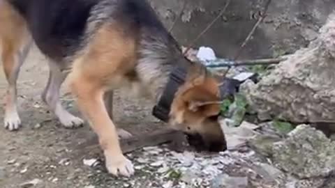 Loyalty and love..smart dog sacrifices himself for friend's life.