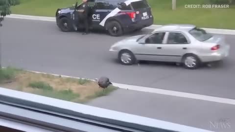 WATCH: Wild turkey faces off against Canadian police officer