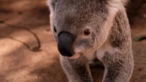 Koala Being Taken From The Ground