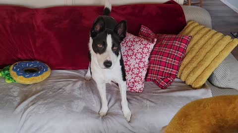 Border Collie Licks Her Lips When Her Toy Squeaks