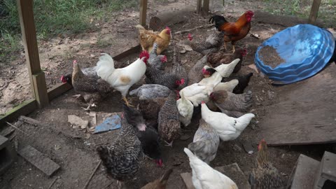 Chickens try ground elk burger.