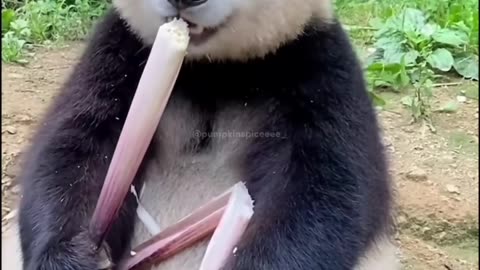 cute panda clips that cheer me up but also ASMR