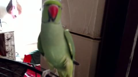 Kako after taking shower 😍 greenneckparrot Greenparrot talkinggreenpa minivlogs