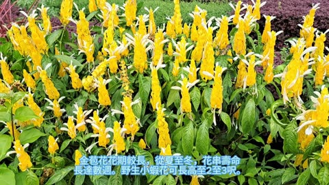 golden shrimp plant #金苞花 mhp3933 aug2024