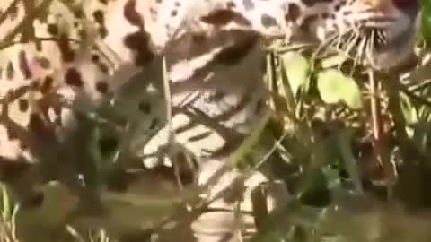 Jaguar hunting a crocodile