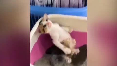 Funny dogs & cats video_Best funny animal video_Best video