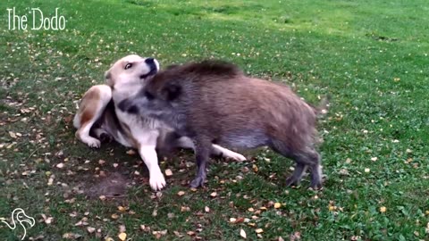 Dog And Pig BFFs Zoom Around Their Yard Together