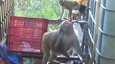 How Monkeys Drink Water When Living Beside Human Social | Viral Monkey