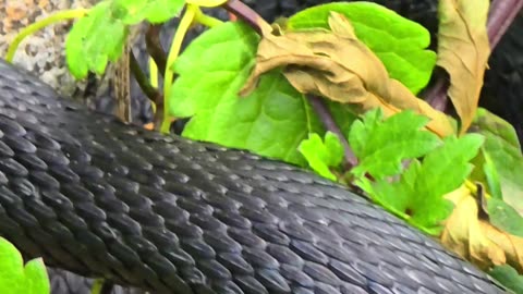 Beautiful dark snake in nature / a beautiful snake in the grass.