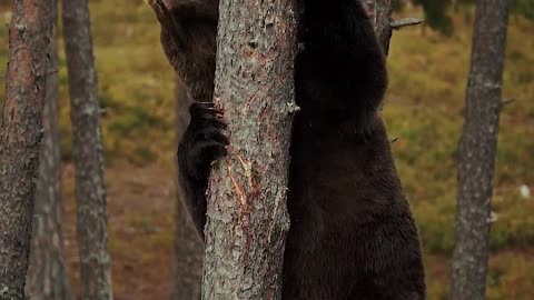 Bear climbing the tree