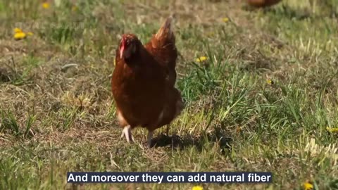 How To Raising Millions of Free Range Chicken For Eggs and Meat - Chicken Farming - Meat Factory