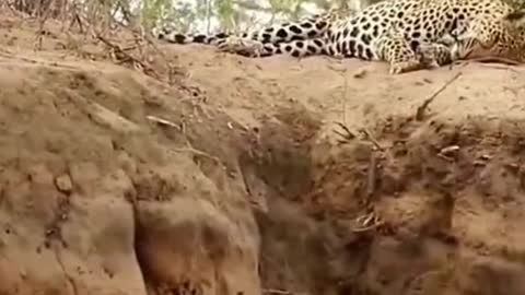 Leopard enjoys its naps being attacked by lion