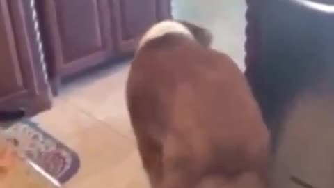 A dancing puppy