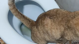 Conscious Cat Uses Toilet