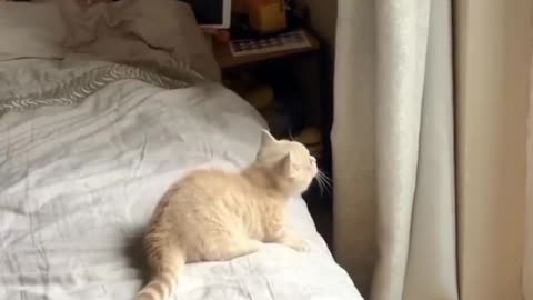 Funny Cat | Cat Playing On Bed Funny Video For Babies