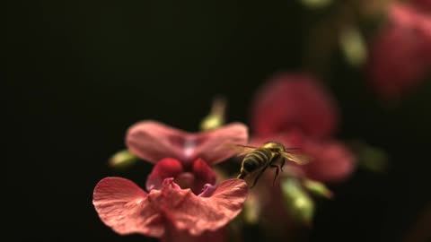 A slow motion shot showing how hard it is for bees to fly, whose wings are not proportional to their weight