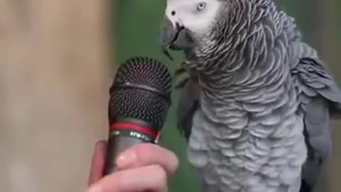 Parrot Talking - Smart And Funny Parrots Video | Pets Town