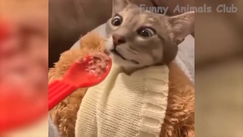 Videos graciosos de animales😂🤣