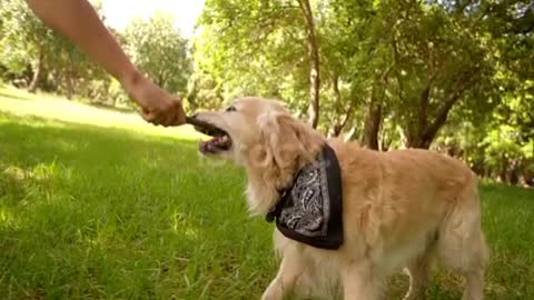 Man playing with labrador dog and stick in park❤️😘