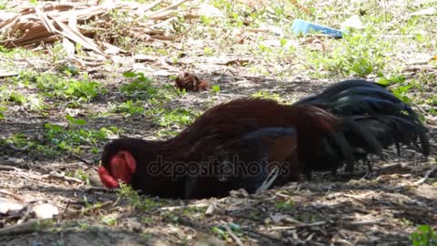 male Chicken Taking Napp