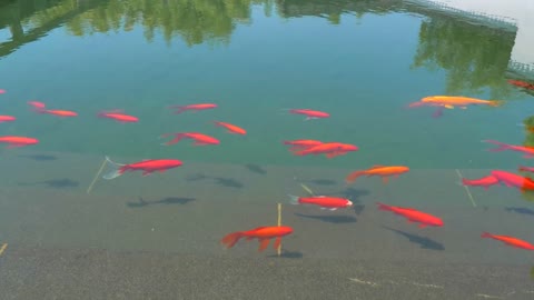 Many colorful goldfish and Koi Carp are swimming in pond. Decorative fish in chinese water garden