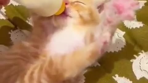 Baby kittens drinking milk