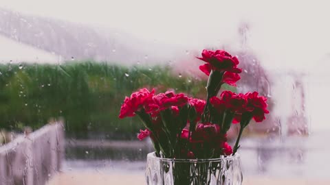 red flowers on a vase with view of a rainy day