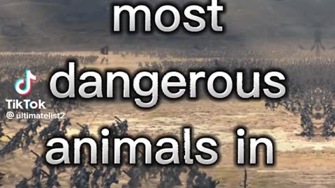 10 dangerous animals