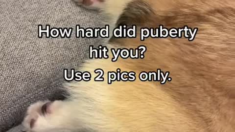 Corgi Puberty | Tofu the Corgi | #shorts