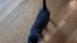 Foster Kitten Wants Mom's Attention